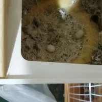 قفس و یک جفت فنج|پرنده|تبریز, |دیوار