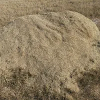 کاه