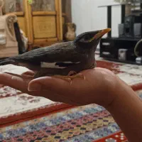 جوجه مینا درختی یک ماهه کاملاً دستی وآرام