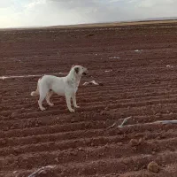 سگ دورگه|سگ|افشار, |دیوار