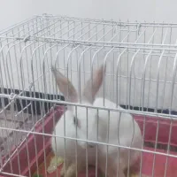خرگوش