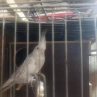 جفت عروس هلندی نر سخنگو