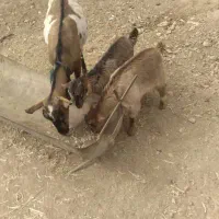 بز دوقلو زا ب همراه دوتا بزغاله|حیوانات مزرعه|فریدونشهر, |دیوار