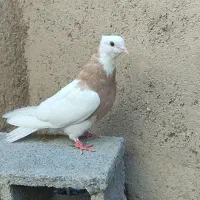 طوق زرد ماده|پرنده|شیبکوه (فارس), |دیوار