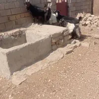 بز وببگ چاق