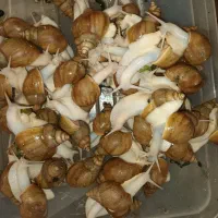 فروش حلزون مولد و تخم گذار آناپیتا