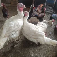 بوغلمون بیوتی گوشتی