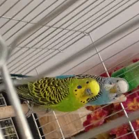 یک جفت مرغ عشق بالغ همراه با قفس و تمام وسایل|پرنده|ساوه, |دیوار