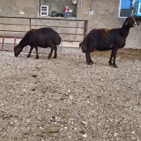 گوسفند ماده|حیوانات مزرعه|لالجین, |دیوار