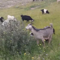 دام|حیوانات مزرعه|پلدختر, |دیوار