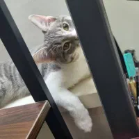 گربه گمشده|حیوانات|شیراز, عادل آباد|دیوار