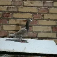 دورگ و رنگی|پرنده|شوشتر, |دیوار