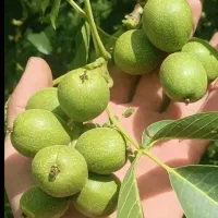 خرید نهال از خزانه مادری