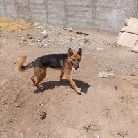 سگ ژرمن