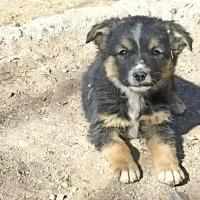 سگ پاکوتاه|سگ|بیرجند, |دیوار