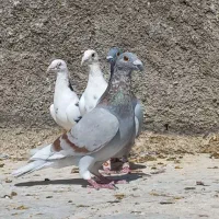 کفتر نر پرشی|پرنده|شیراز, حومه شیراز|دیوار