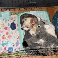 واگذاری سگ|سگ|کرج, باغستان|دیوار