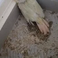 جوجه سرلاکی گرینجیک مونچیک