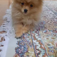 سگ پامرین روباهی ۱۸ میلیون|سگ|شاهینشهر, عطار|دیوار