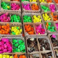 فروش جوجه رنگی و جوجه محلی