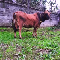 گاو چالوسی با گوساله لوکس|حیوانات مزرعه|رشت, یخسازی|دیوار