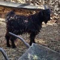 بزغاله نر داشتی