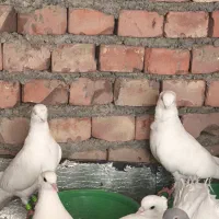 کبوتر