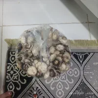 قارچ کیلو 100تومان|خوردنی و آشامیدنی|سبزوار, شرق کال جنوبی (شمس آبادی)|دیوار