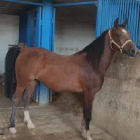 فروش کره مادیان آینده دار