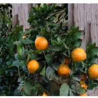 کارگر برای چیدن پرتقال