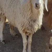 کاور ۲دندان