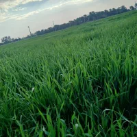 اجاره زمین کشاورزی و باغ خرما