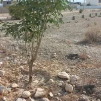 فروش زمین تجاری و صنعتی در بهارستان|فروش زمین و ملک کلنگی|جم, |دیوار