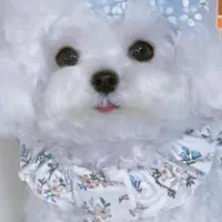 سگ جیبی|سگ|اصفهان, شاه پسند|دیوار