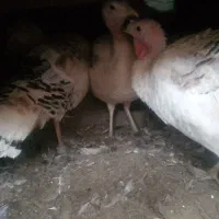 بوقلمون ماده تخمی