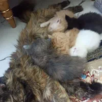 فروش گربه نژاد دار|گربه|گرگان, |دیوار