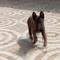 توله سگ مالینیوز ماده