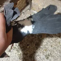 کفتر گمشده|حیوانات|رفسنجان, |دیوار