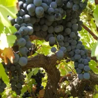 انگور شاهان  سردشت کردستان