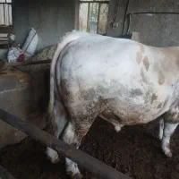 گوساله