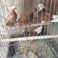 کفتر جوجه پرشی ضمانتی|پرنده|آران و بیدگل, |دیوار