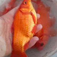 ماهی قرمز نیمچه کف دست دانه ای ۴۰ هزار تومن