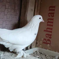 یک عدد کبوتر سفید نقشی پاپری|پرنده|اصفهان, ارداجی|دیوار