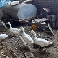 غازمحلی|حیوانات مزرعه|آزادشهر, |دیوار