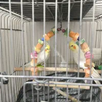 عروس هلندی|پرنده|قدس, شهر‌قدس|دیوار