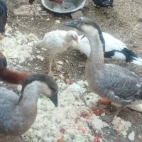 یک جفت قوغاز|حیوانات مزرعه|قزوین, |دیوار