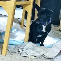 پامراشپیتز  ماده