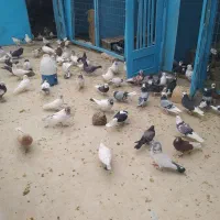 کبوتر شازده و کاشانی هستند|پرنده|پیر بکران, |دیوار