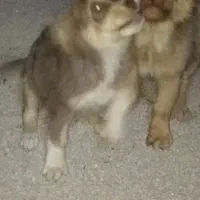 واگزاری توله سگ