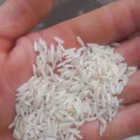 ۵ تن برنج هاشمی سورتینگ شده محصول